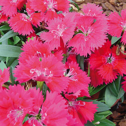 ����  �������� ���� ���� (1��-100��) ���������������� ������, ������ �� 720 ���