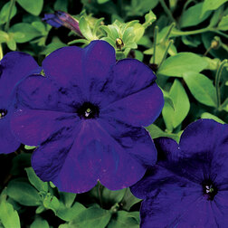 ����  ������� ����������� ��� ��� (1��-100�����) ���������������� ������, ������ �� 272 ���