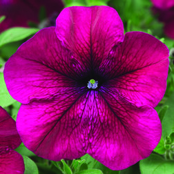 ����  ������� ����������� ��� ������� (1��-100�����) ���������������� ������, ������ �� 272 ���