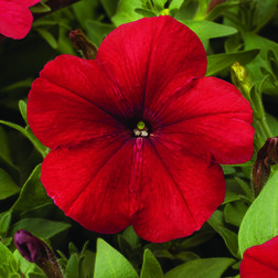 ����  ������� ����������� ��� ��� (1��-100�����) ���������������� ������, ������ �� 272 ���