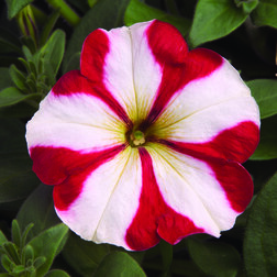 ����  ������� ����������� ��� ��� ���� (1��-100�����) ���������������� ������, ������ �� 272 ���