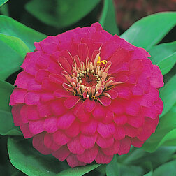 ����  ������ �������� ���� (1��-100��) ���������������� ������, ������ �� 2112 ���