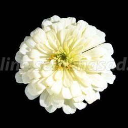 ����  ������ ������ ���� (1��-250 ��) ���������������� ������, ������ �� 1200 ���