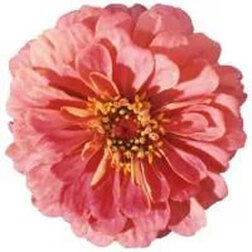 ����  ������ ������ ���� (1��-250 ��) ���������������� ������, ������ �� 1200 ���