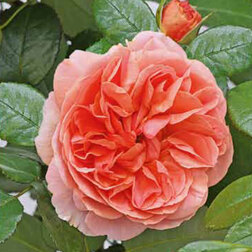 ����  ���� �������� ����������, ������ �� 549 ���