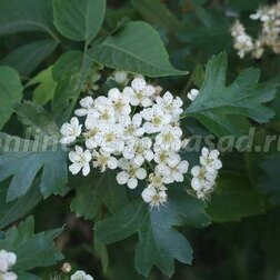 ����  ��������� �������������, 3 ��., ������ �� 1470 ���