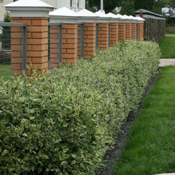 ����  ������� ������ ������������� (3 ��.) (�����), ������ �� 1139 ���