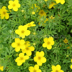 ����  �������� ������������� ���������� (3 ��.), ������ �� 1326 ���