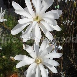 ����  �������� ���������� ���� ����, ������ �� 1173 ���