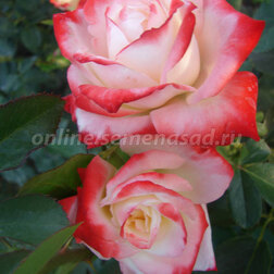 ����  ���� �����-��������� ����������� ����, ������ �� 499 ���