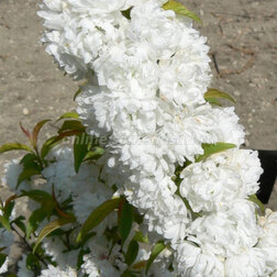 ����  ������ (����� ������������) ����� �����, ������ �� 909 ���