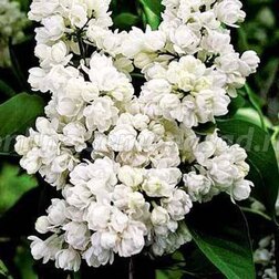 ����  ������� ������ ������ � ����������� (������������), ������ �� 595 ���