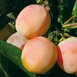 ����  ����� ������� (�����) ������� �����-����������, ������ �� 439 ���