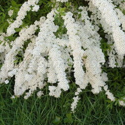 ����  ������� ������ ������ (3 ��.), ������ �� 1300 ���