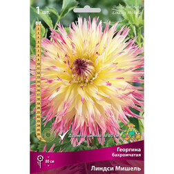 ����  �������� ����������� ������ ������, ������ �� 462 ���