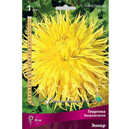 ����  �������� ����������� �����, ������ �� 462 ���