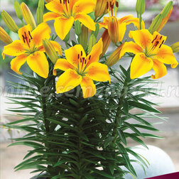 ����  ����� ��������� ��������� ������ ���� (2 ��.), ������ �� 299 ���