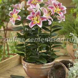 ����  ����� ��������� ��������� �������� (2 ��.), ������ �� 380 ���