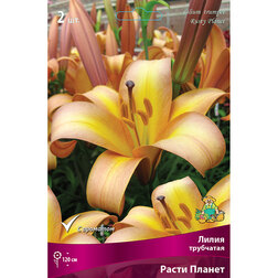 ����  ����� ��������� ����� ������ (2 ��.), ������ �� 421 ���