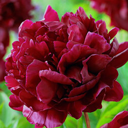 ����  ���� ����������� ������*, ������ �� 1079 ���