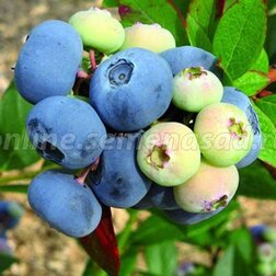 ����  �������� ������������ �������, ������ �� 539 ���