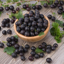 ����  ����� (��������� � ���������) ���� (���������), ������ �� 339 ���