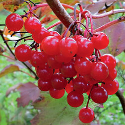 ����  ������ ������� (������������) �������, ������ �� 319 ���