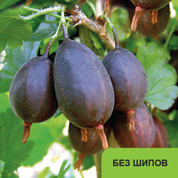 ����  ��������� ��������� (��� �����), ������ �� 339 ���