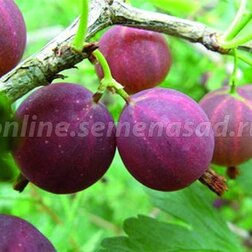 ����  ������� ���������� ��������������, ������ �� 339 ���