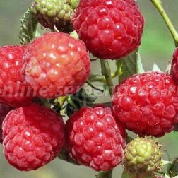 ����  ������� ������ ������������ ������, ������ �� 269 ���