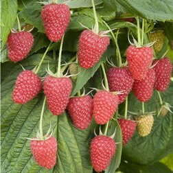 ����  ������� ������ ������������ �����, ������ �� 269 ���