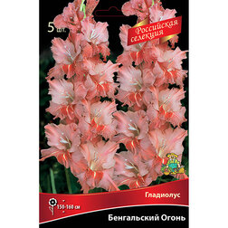 ����  ��������� ����������� ����� (5 ��.), ������ �� 595 ���