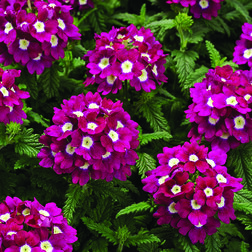 ����  ������� ������� �������� ��� �� (1��-1000��) ���������������� ������, ������ �� 6240 ���