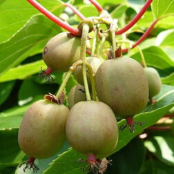 ����  ��������� ������ ���������, ������ �� 519 ���