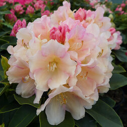 ����  ����������� ������������ ������ ���, ������ �� 935 ���