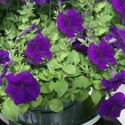 ����  ������� ��������� ������� ��� (1��-100�����) ���������������� ������, ������ �� 3088 ���