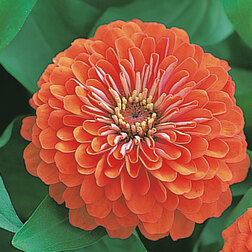 ����  ������ �������� ����� (1��-100��) ���������������� ������, ������ �� 2112 ���