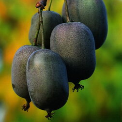 ����  ��������� ������ ���� ���, ������ �� 519 ���