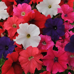 ����  ������� ����������� �� ����� ���� (1��-100�����) ���������������� ������, ������ �� 448 ���