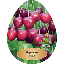 ����  ������� ����, ������ �� 519 ���