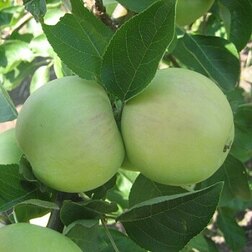 ����  ������ ���������� ����, ������ �� 509 ���