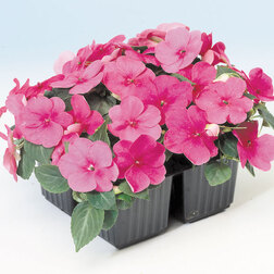 ����  ��������� ������ ���� (1��-1000��) ���������������� ������, ������ �� 4480 ���