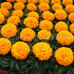 ����  �������� ������������ ������� ����� (1��-5 000��)���������������� ������, ������ �� 48000 ���