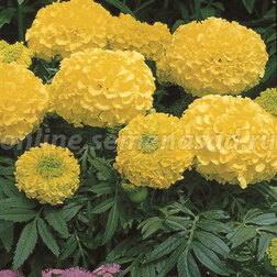 ����  �������� ������������ ������� �������� (1��-5 000��)���������������� ������, ������ �� 48000 ���