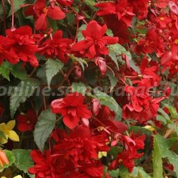 ����  ������� ��������� ������ �����-������� (1 ��-1000�����) ���������������� ������, ������ �� 2720 ���