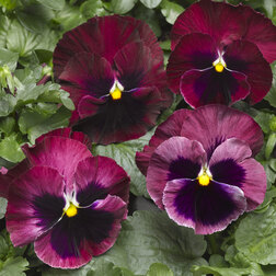 ����  ����� ��������������� �������� ���� ��� ����� (1��-1000��) ���������������� ������, ������ �� 8160 ���