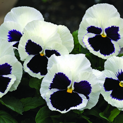 ����  ����� ��������������� ������ ��������� ���� (1��-1000��), ������ �� 8000 ���