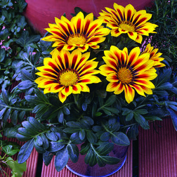 ����  ������� ���� ����� ����� (1��-1000��), ������ �� 8800 ���