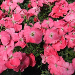 ����  �������� ����� ������ (1��-1000��), ������ �� 7680 ���