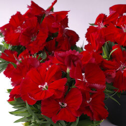 ����  �������� ����� ������� (1��-1000��) ���������������� ������, ������ �� 7680 ���